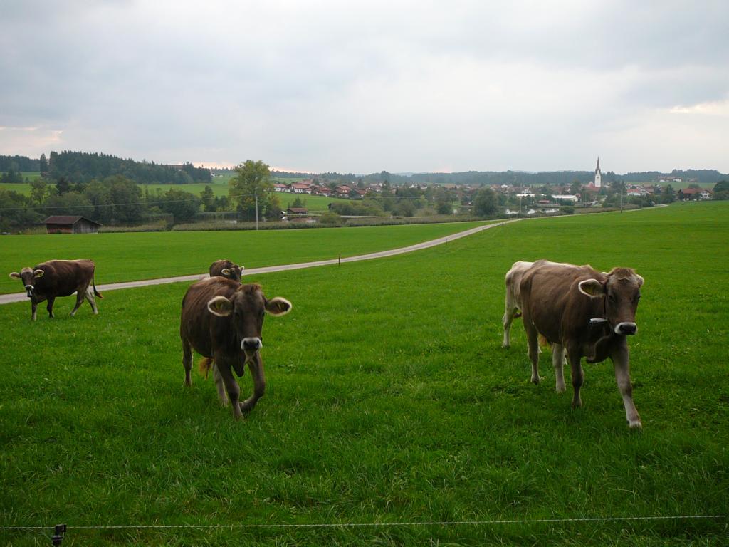 P1080506_1024x768.JPG
