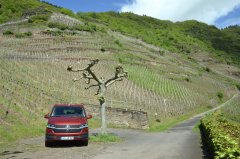 Italienischer Rotwein trifft Mosel-Wein