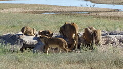 1.12.25 Löwenrudel am Polentswa Waterhole, Kgalagadi Transfrontier Park