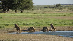 5.12.25 Geparden am Polentswa Waterhole, Kgalagadi Transfrontier Park
