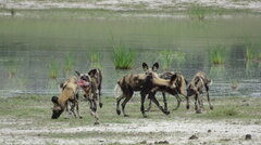 9.12.25 Wildhunde im Moremi Game Reserve, Okavanga Delta